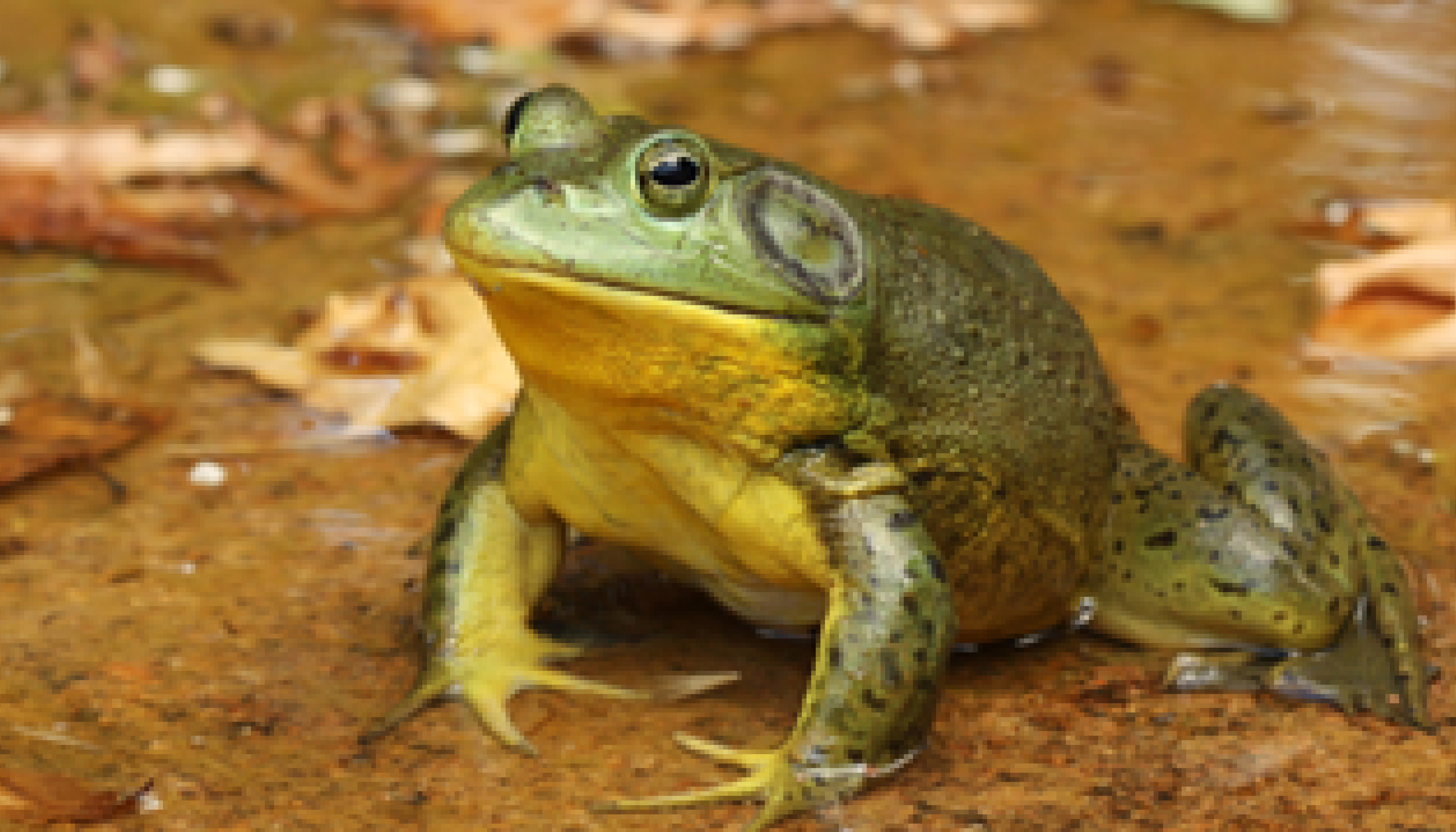 Hungry Invaders: American Bullfrogs – Wildlife Leadership Academy