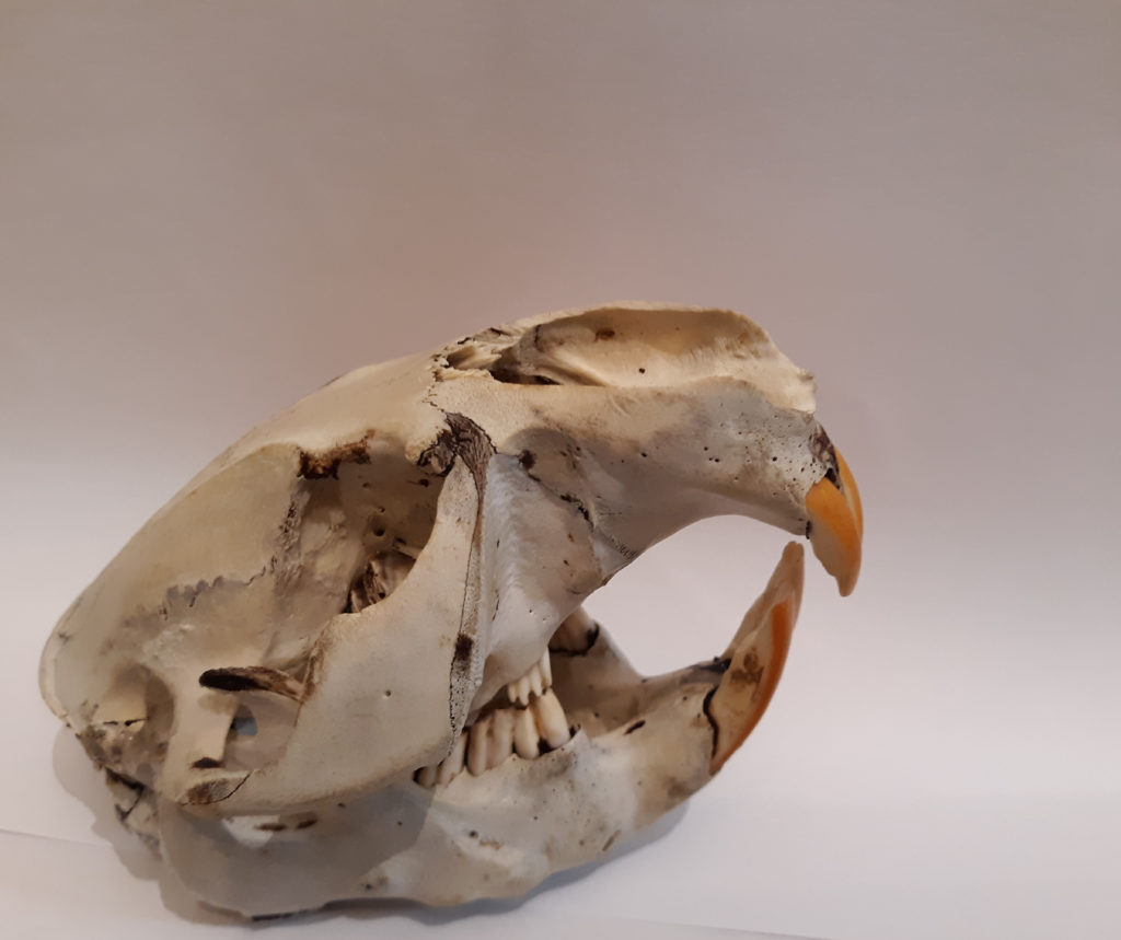 A beaver skull, the highlight of the photo is the beavers long yellow orange teeth.