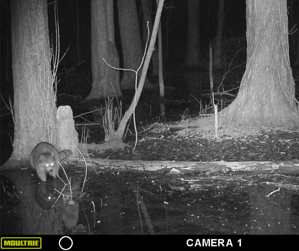 This trail camera still image provided Mike Lockhart shows a