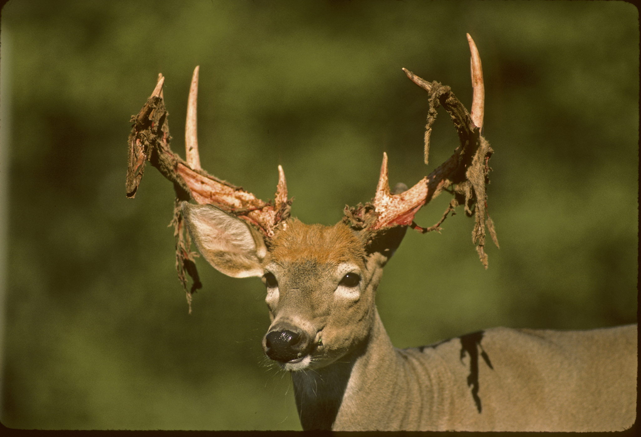 2.17 antler dev-shedding velvet Wildlife Leadership Academy