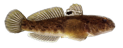 The Fish and Boat Commission is Cracking Down on Round Gobies