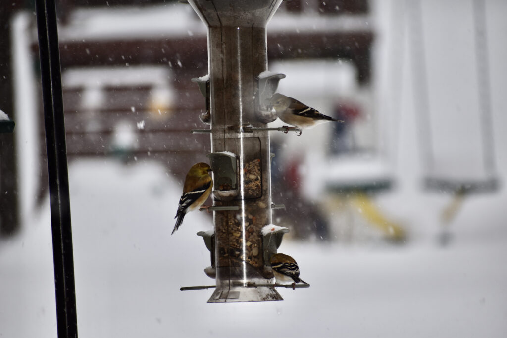 American Goldfinches at the feeder