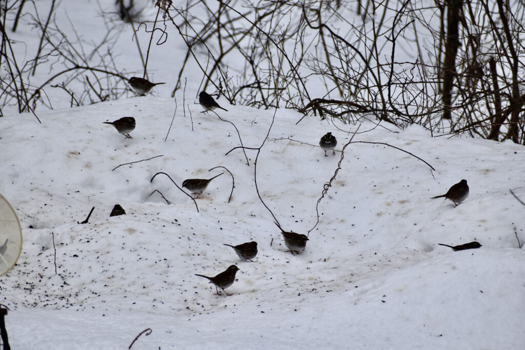 Several birds eating seeds off of the snowy ground