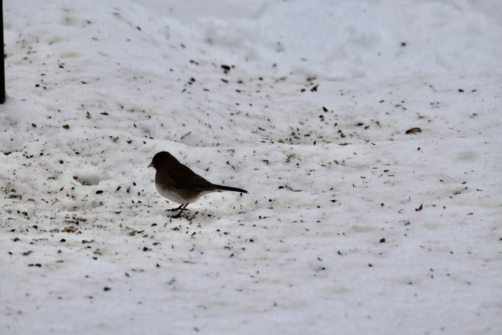 Dark-eyed Junco collecting fallen seeds in the snow
