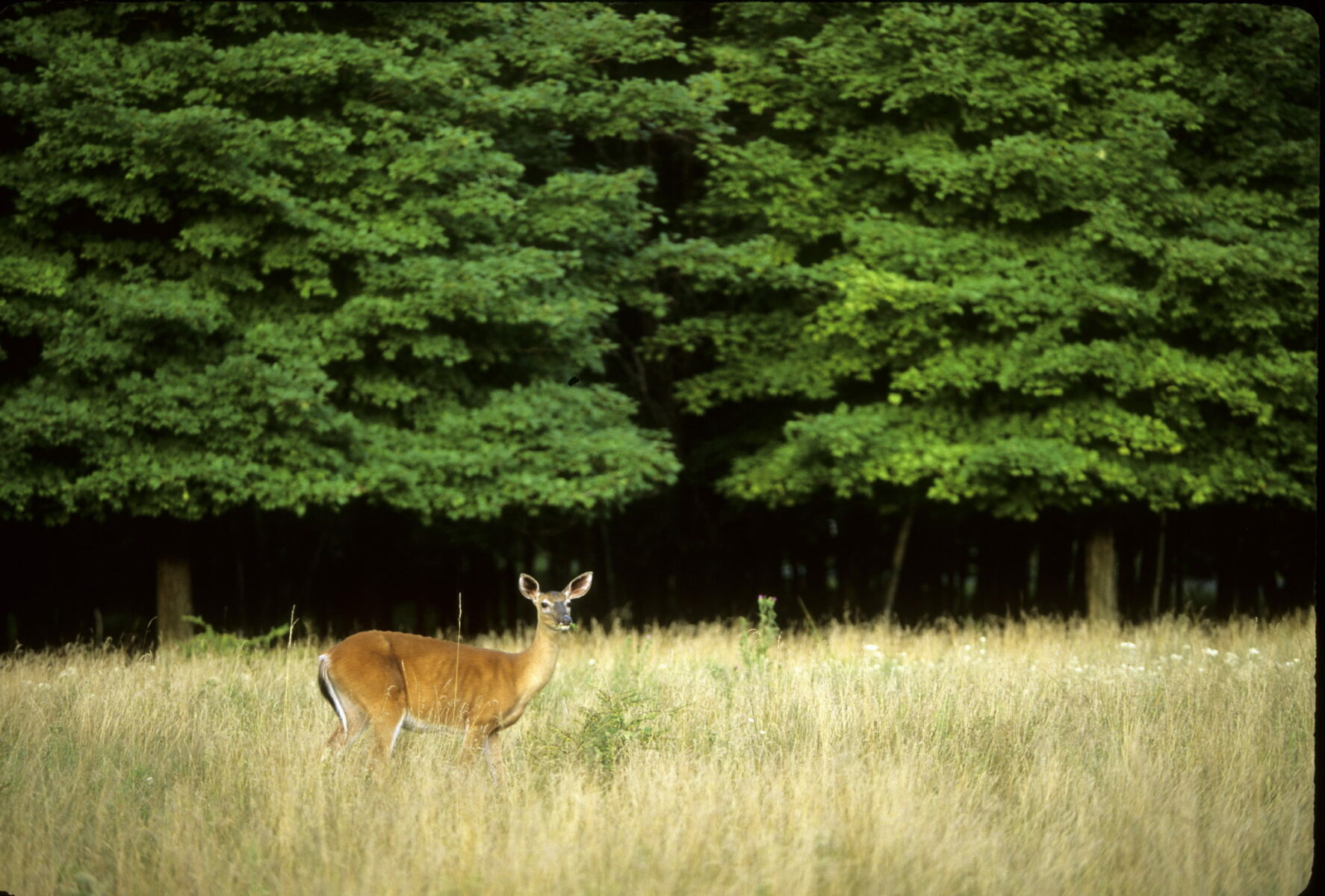 Habitat – Wildlife Leadership Academy