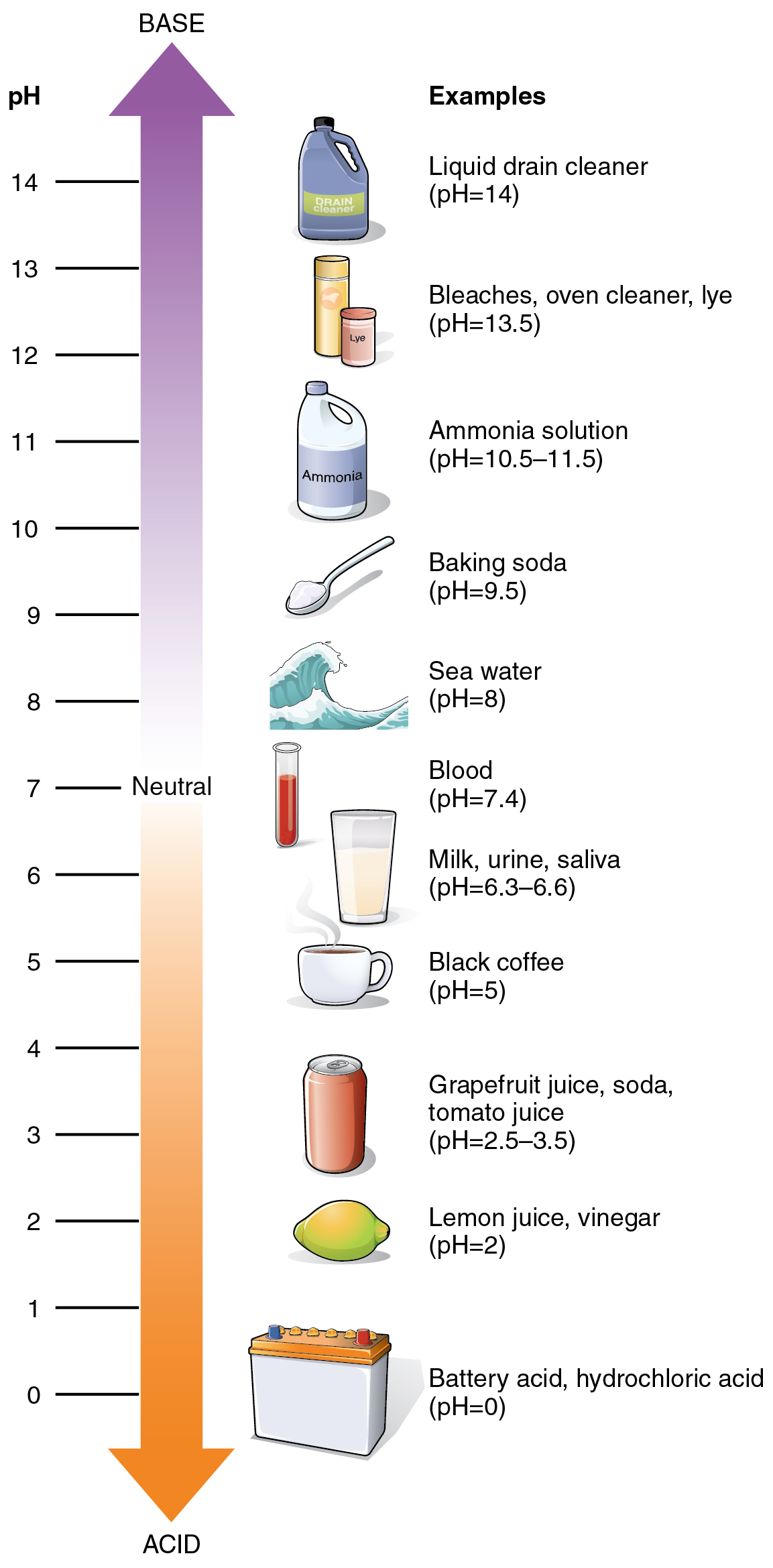 How Learning the pH Scale Can Create a More Balanced Diet