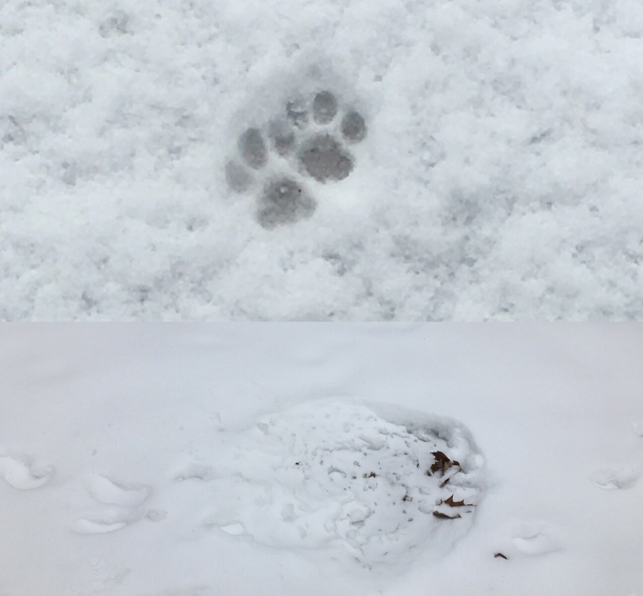 common-winter-animal-tracks-wildlife-leadership-academy