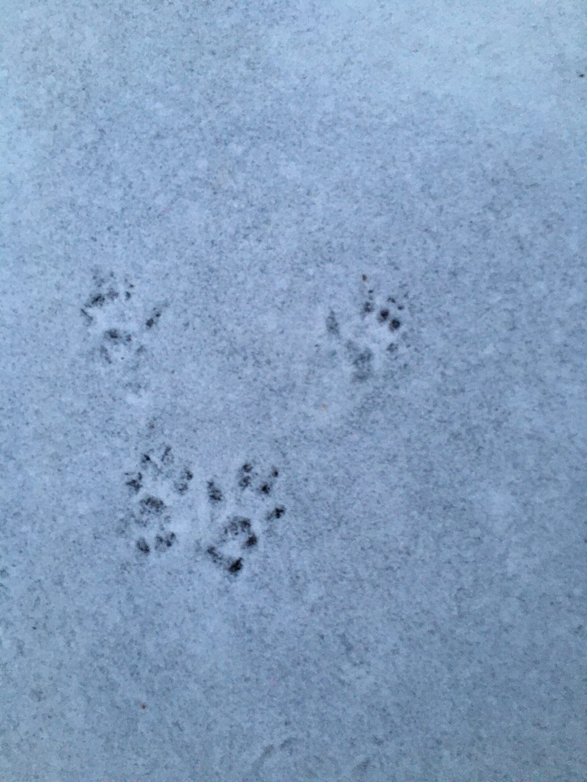 Common Winter Animal Tracks – Wildlife Leadership Academy