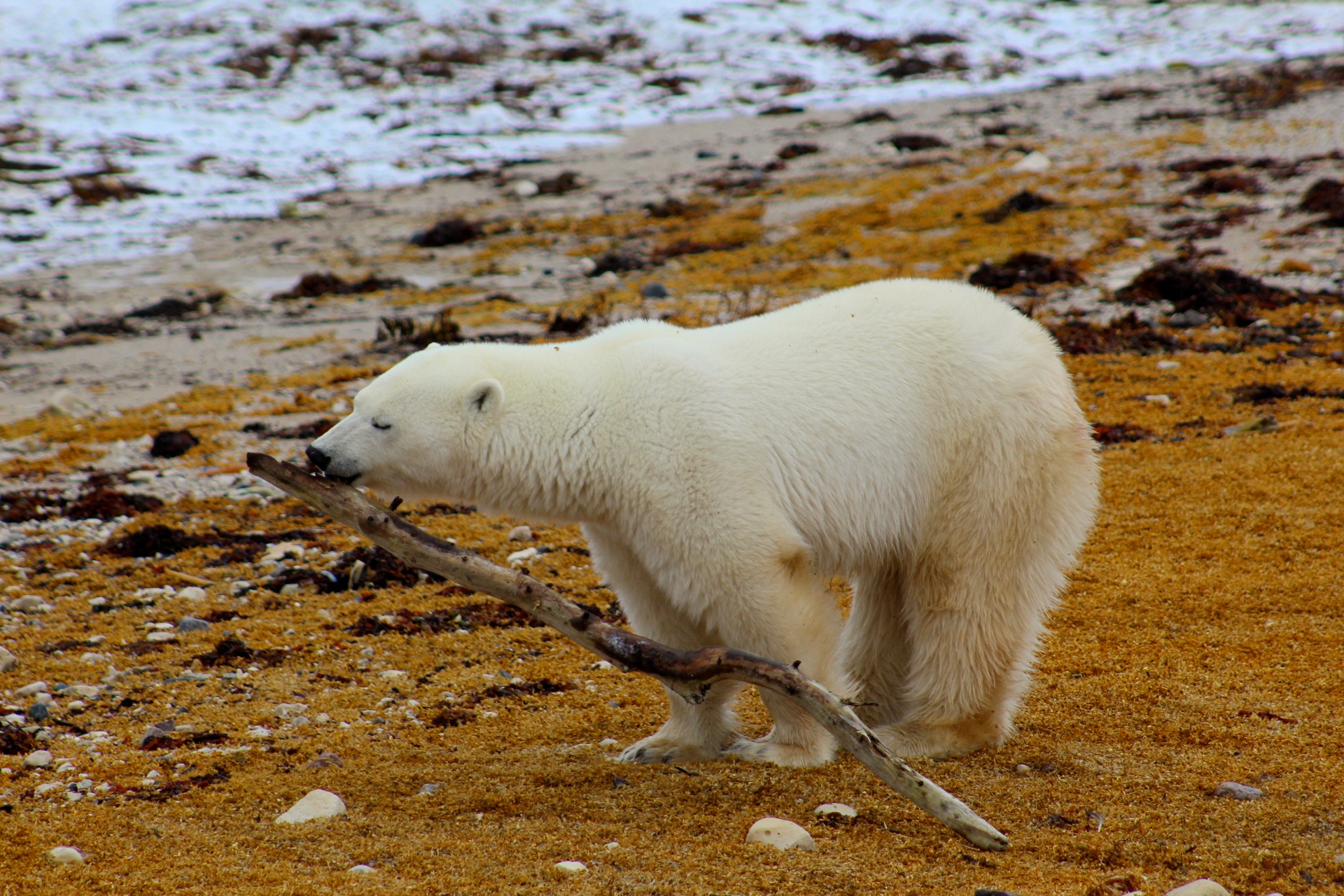 Conservation Journey: Polar Bears