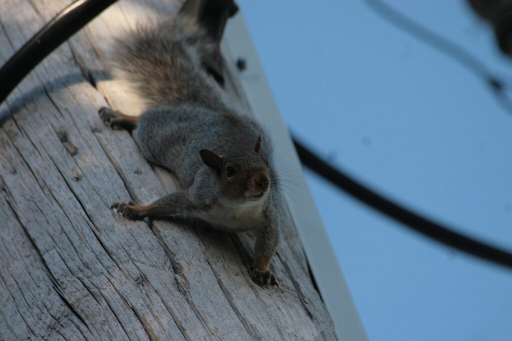 Gray Squirrel clinging to the side of a post