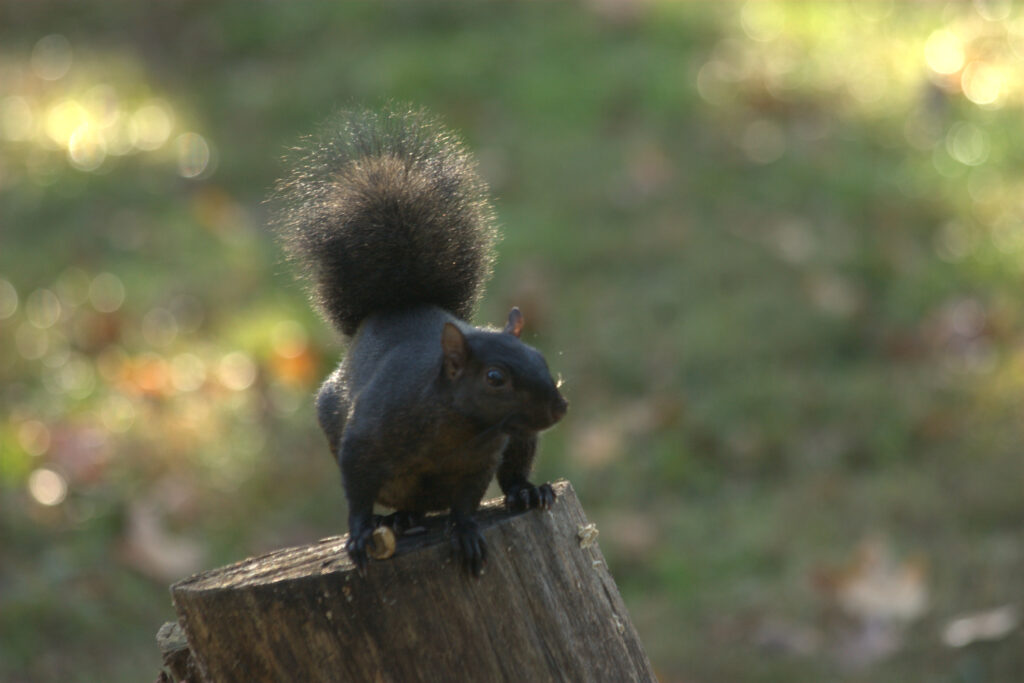 Black Squirrel sitting on top of a stump
