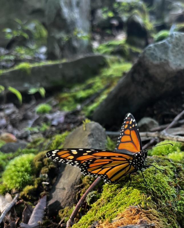 Monarch butterfly resting on some green moss