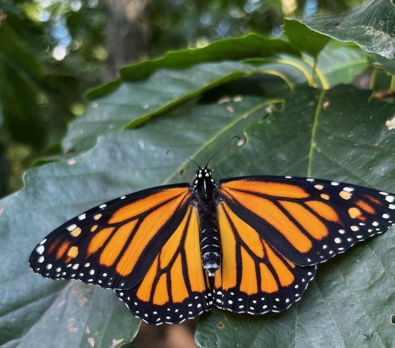 Orange and black Monarch butterfly spread out on a leaf