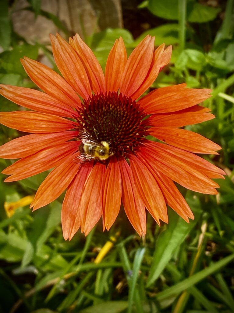 Bright orange flower with a small yellow bee on it