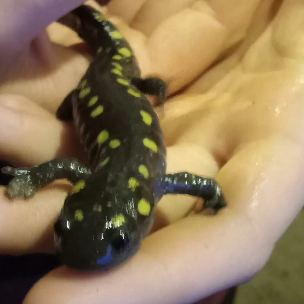 Spotted salamander with yellow spots