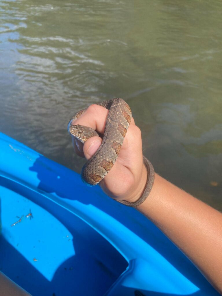 Watersnake being held above the water